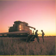 Combine harvester in field